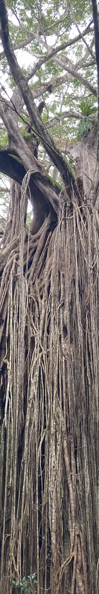 Der ehrwürdige Feigenbaum von Yungaburra